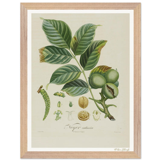 Affiche Botanique Noyer - 30x40cm, cadre bois premium