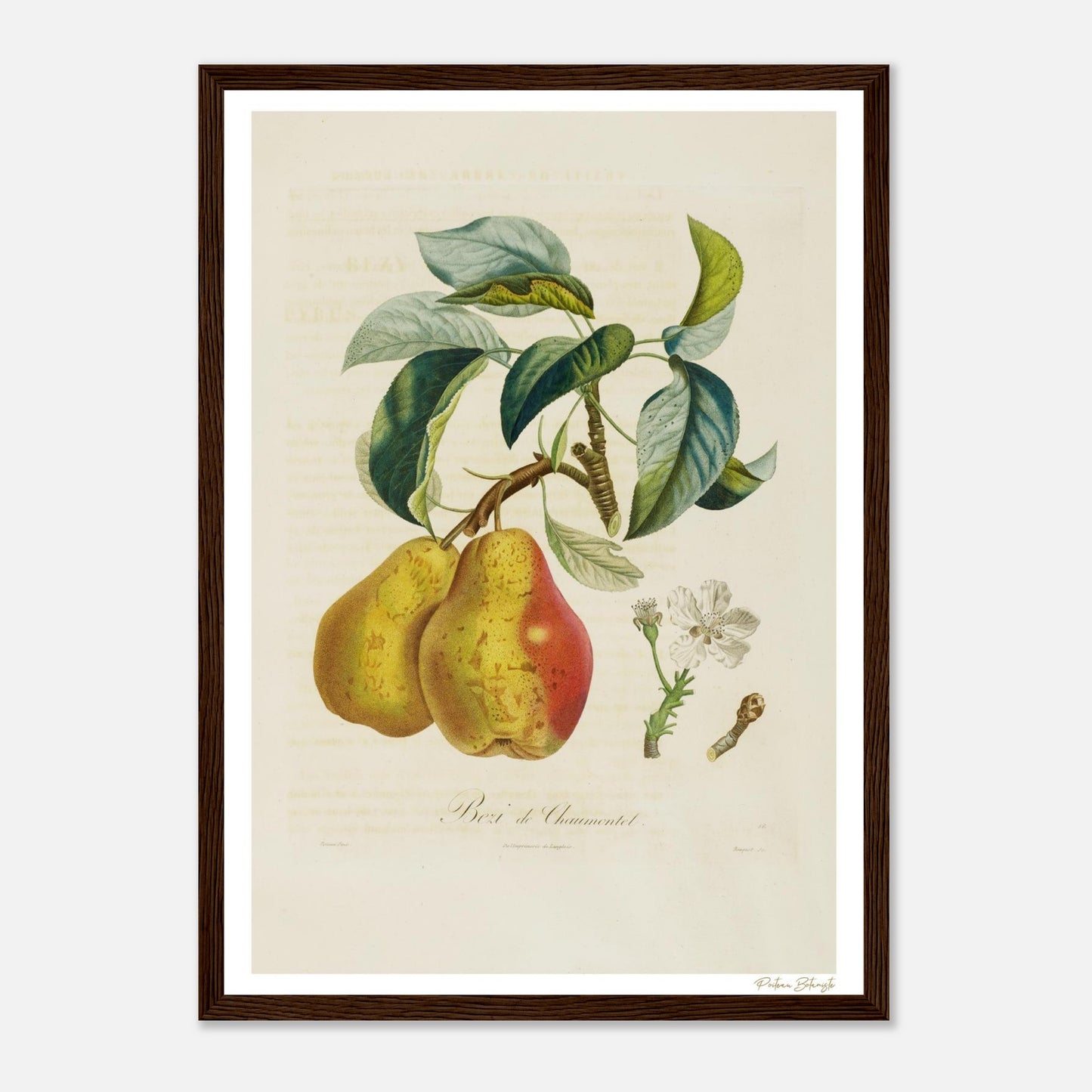 Affiche Botanique Poire Bezi de Chaumontel - format A3, cadre bois