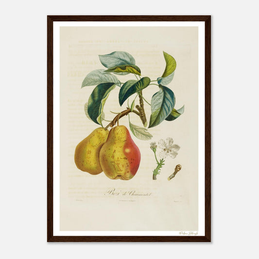 Affiche Botanique Poire Bezi de Chaumontel - format A3, cadre bois