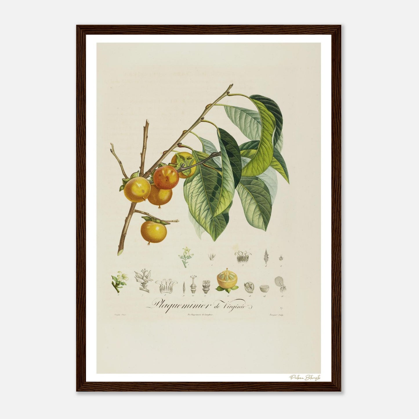 Affiche Botanique Kaki - Plaqueminier de Virginie - format A3, cadre bois