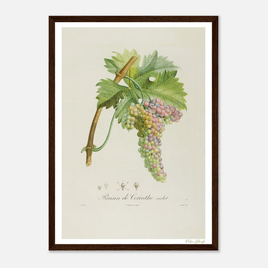Affiche Botanique Raisin de Corinthe violet - format A3, cadre bois