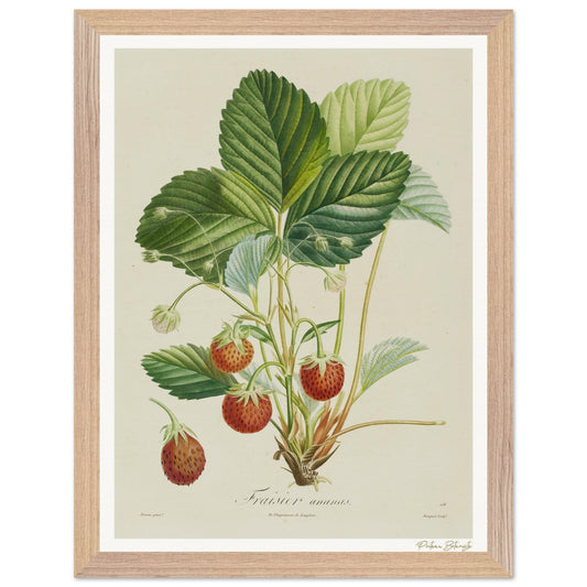 Affiche Botanique Fraisier Ananas - 30x40cm, cadre bois premium