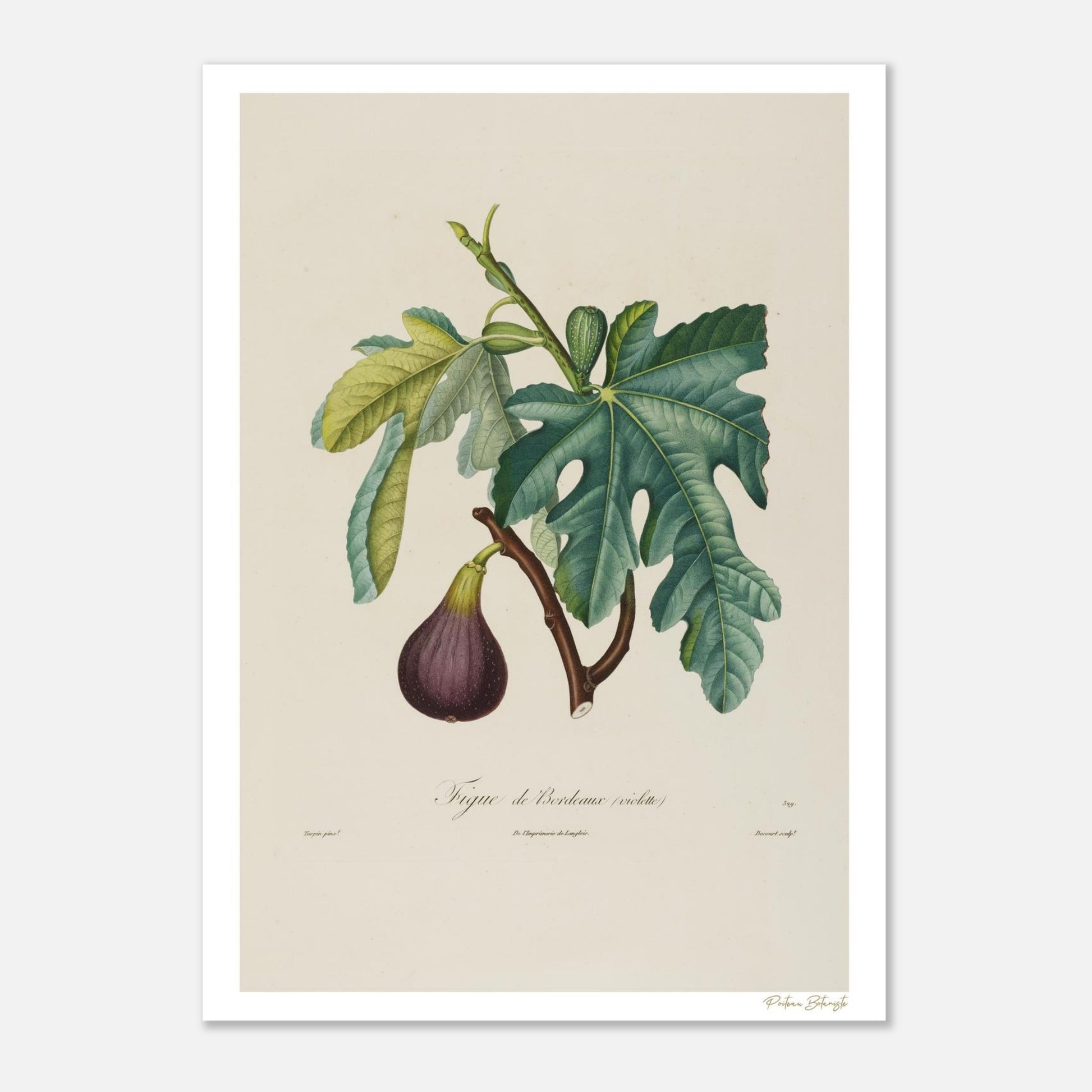 Planche botanique de la Figue de Bordeaux extraite du Traité des Arbres Fruitiers de Poiteau. Impression Fine Art giclée 50×70 cm, papier certifié FSC.