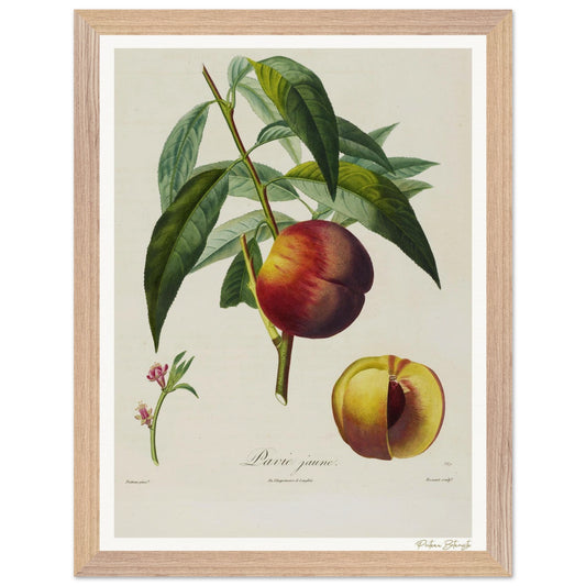 Affiche Botanique Pêche Pavie Jaune - 30x40cm, cadre bois premium