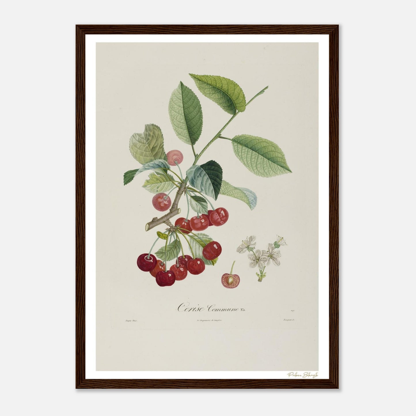 Affiche Botanique Cerise Commune La Grosse - format A3, cadre bois