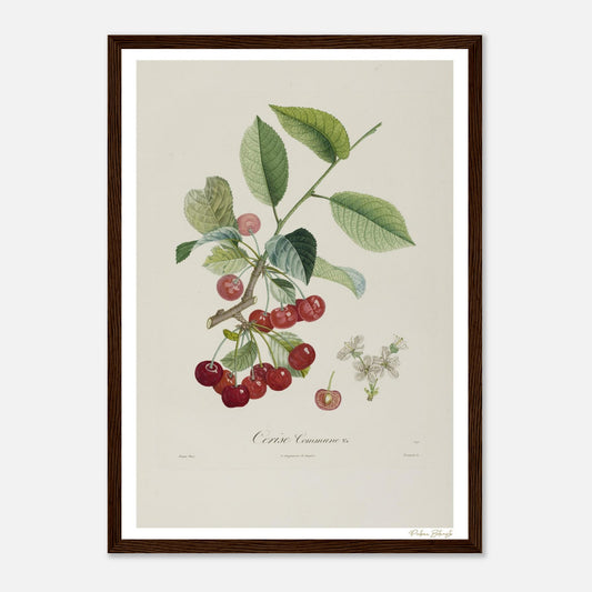 Affiche Botanique Cerise Commune La Grosse - format A3, cadre bois