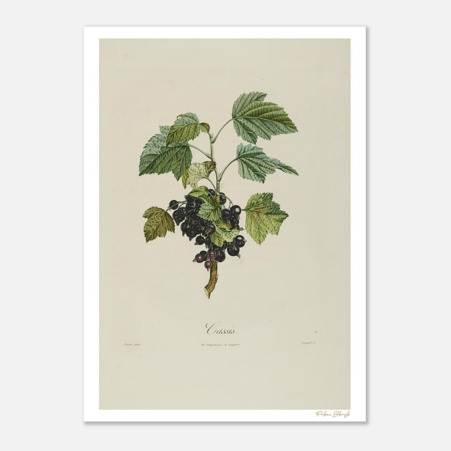 Planche botanique du Cassis (Ribes nigrum) en impression Fine Art 50×70 cm. Art botanique du XIXe siècle pour collectionneurs et amateurs de nature.