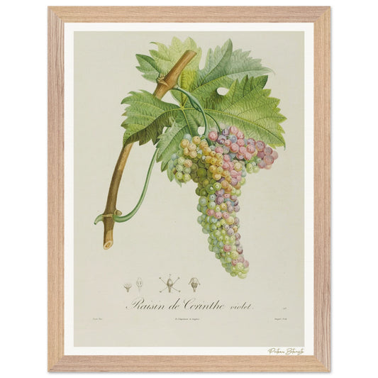 Affiche Botanique Raisin de Corinthe violet - 30x40cm, cadre bois premium