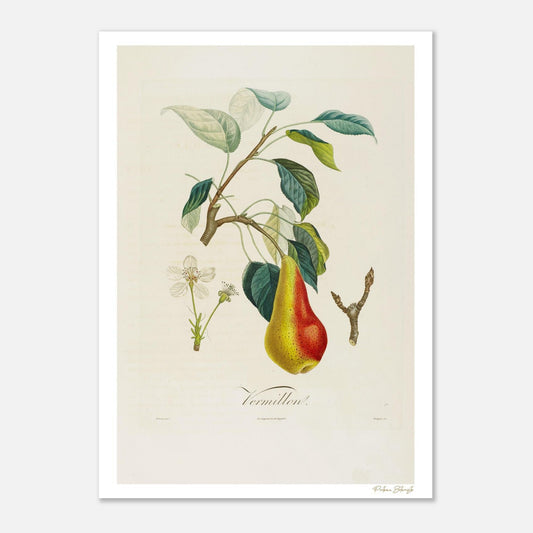 Planche botanique Poire Vermillon, illustration Fine Art 50×70 cm. Fruit d'été au lavis vermillon, extrait du Traité des Arbres Fruitiers de Poiteau.