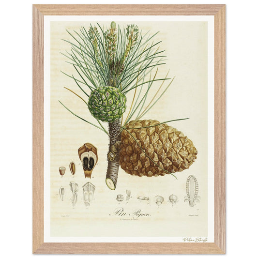 Affiche Botanique Pin Pignon - 30x40cm, cadre bois premium