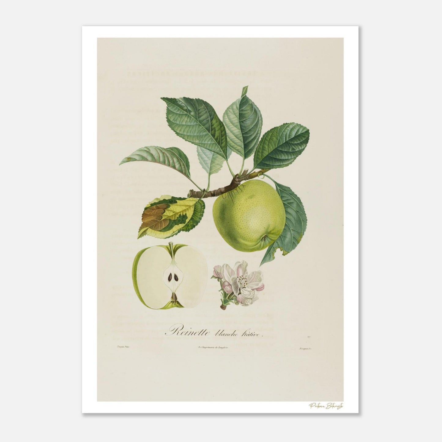 Planche botanique Reinette Blanche Hâtive extraite du Traité des Arbres Fruitiers de Poiteau. Impression Fine Art giclée 50×70 cm sur papier FSC.