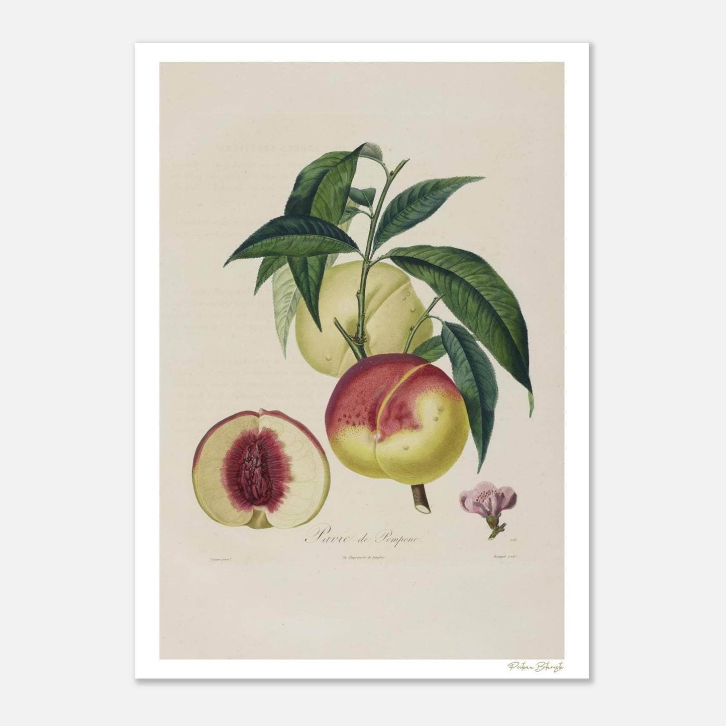 Planche botanique Fine Art 50×70 cm : la Pêche Pavie de Pomponne, la plus grosse et la plus belle de toutes les pêches selon Poiteau. Impression giclée premium.