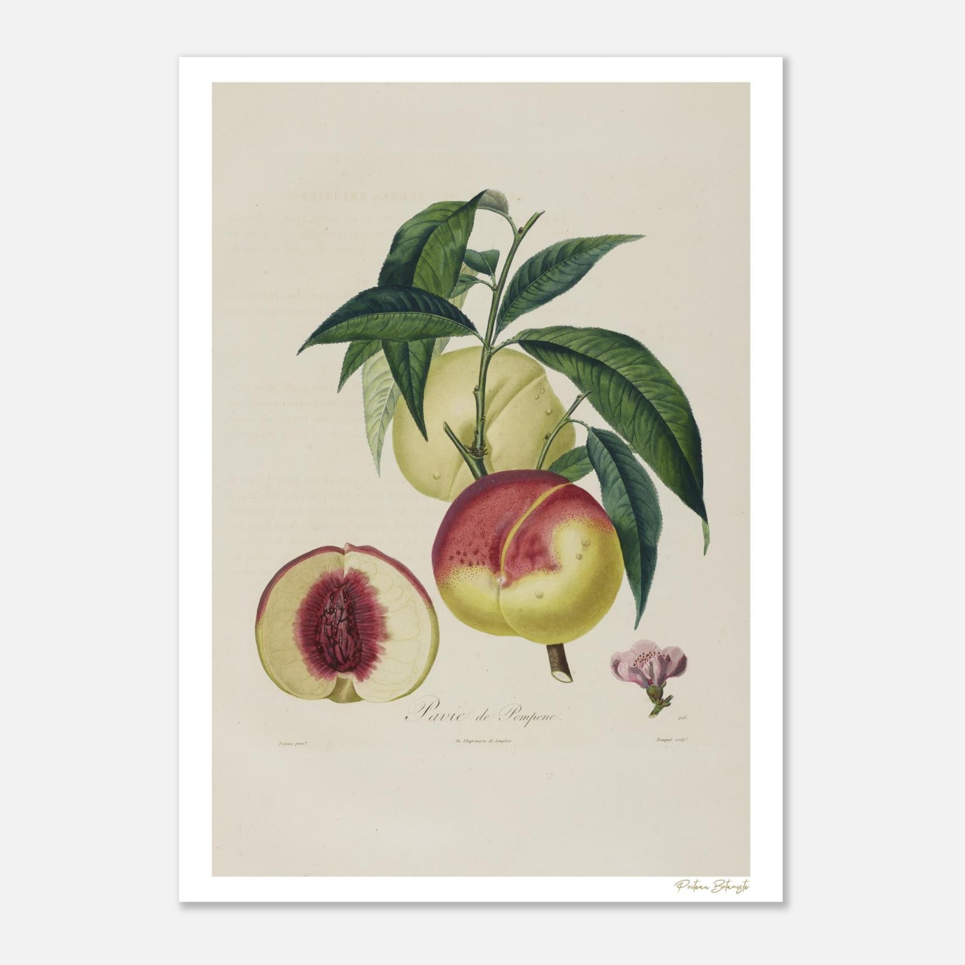 Planche botanique Fine Art 50×70 cm : la Pêche Pavie de Pomponne, la plus grosse et la plus belle de toutes les pêches selon Poiteau. Impression giclée premium.