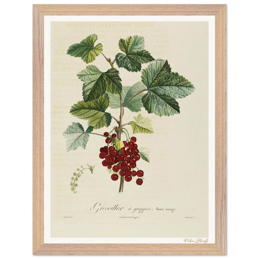 Affiche Botanique Groseiller à grappes - fruit rouge - 30x40cm, cadre bois premium