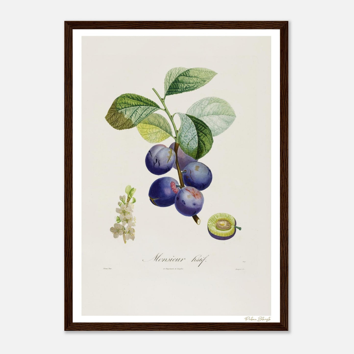 Affiche Botanique Prune Monsieur Hâtif - format A3, cadre bois