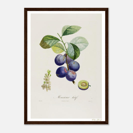 Affiche Botanique Prune Monsieur Hâtif - format A3, cadre bois