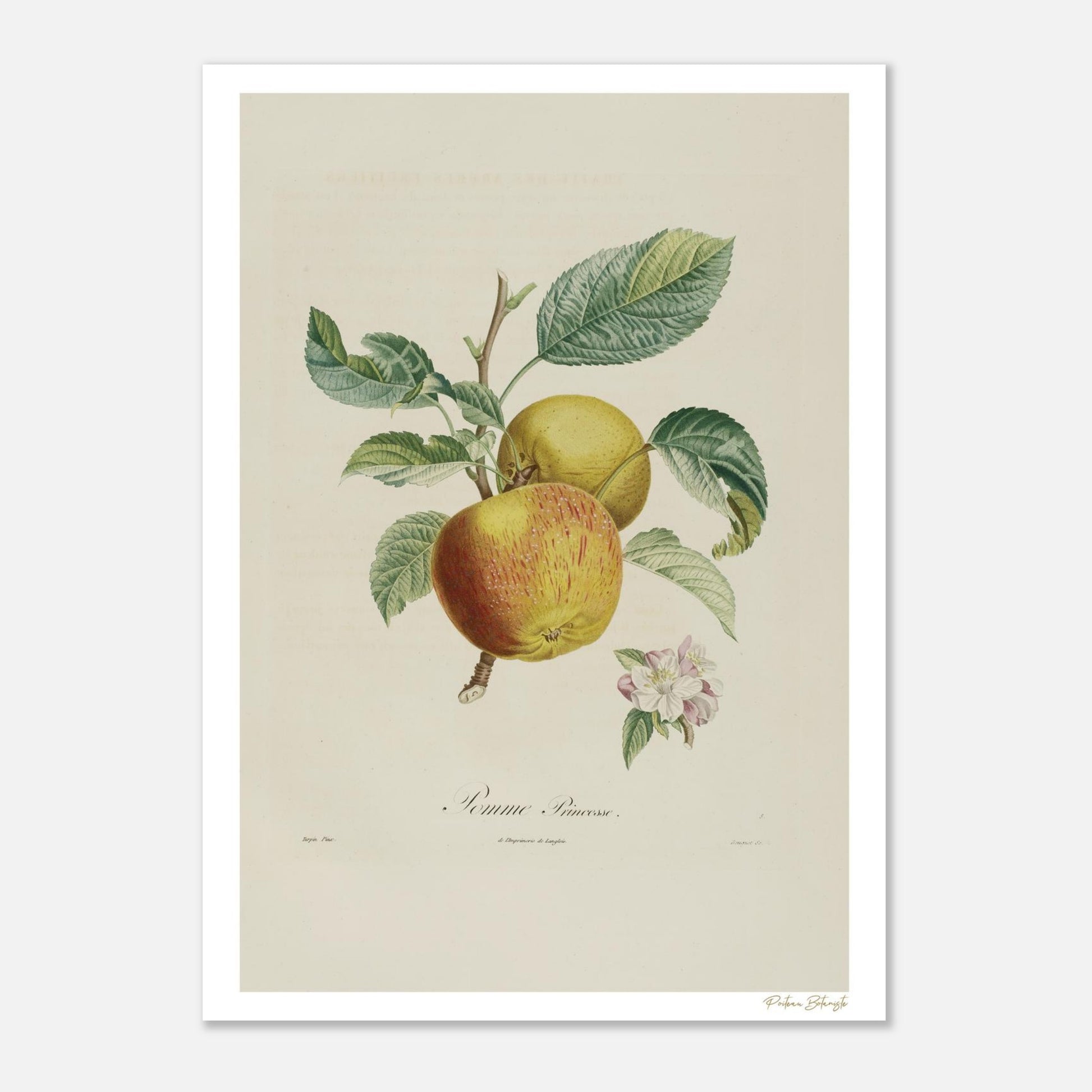 Planche botanique Pomme Princesse, Malus princeps. Reproduction Fine Art 50×70 cm d'une gravure du Traité des Arbres Fruitiers de Poiteau et Turpin.