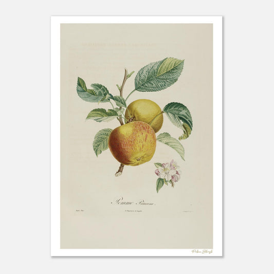 Planche botanique Pomme Princesse, Malus princeps. Reproduction Fine Art 50×70 cm d'une gravure du Traité des Arbres Fruitiers de Poiteau et Turpin.