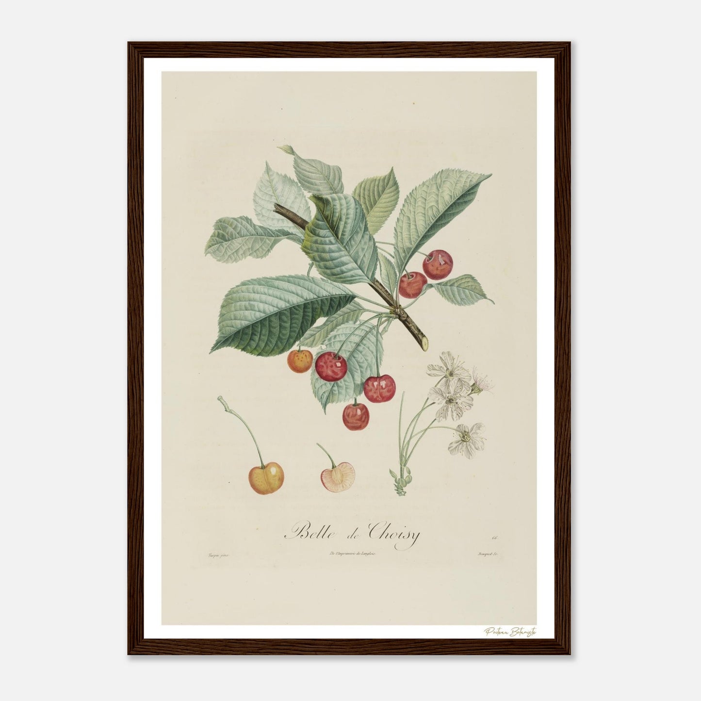 Affiche Botanique Cerise Belle de Choisy - format A3, cadre bois