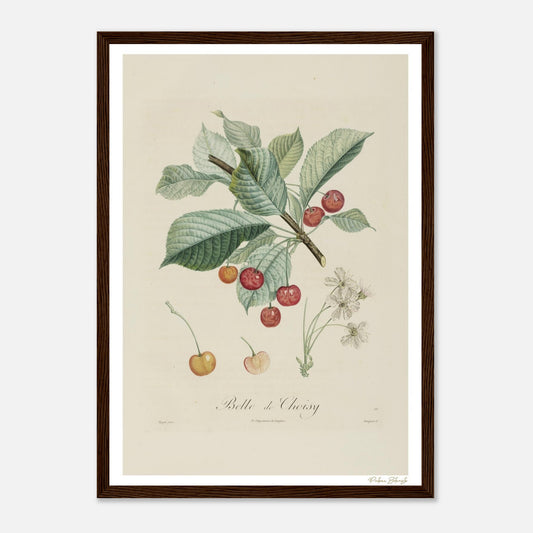 Affiche Botanique Cerise Belle de Choisy - format A3, cadre bois