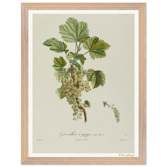 Affiche Botanique Groseiller à grappes - fruit blanc - 30x40cm, cadre bois premium