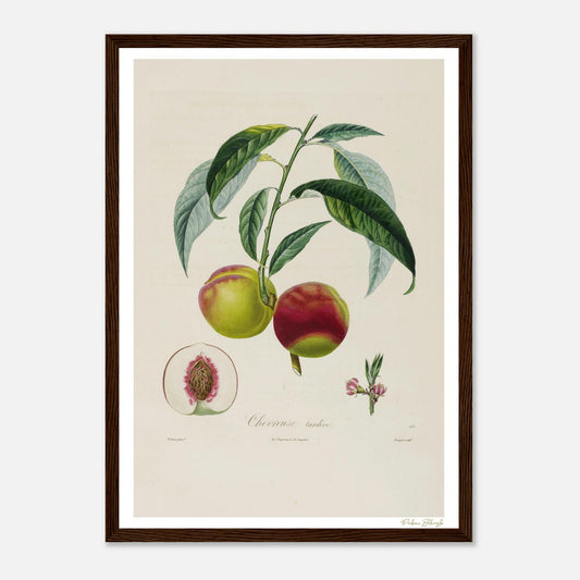 Affiche Botanique Pêche Chevreuse Tardive - format A3, cadre bois