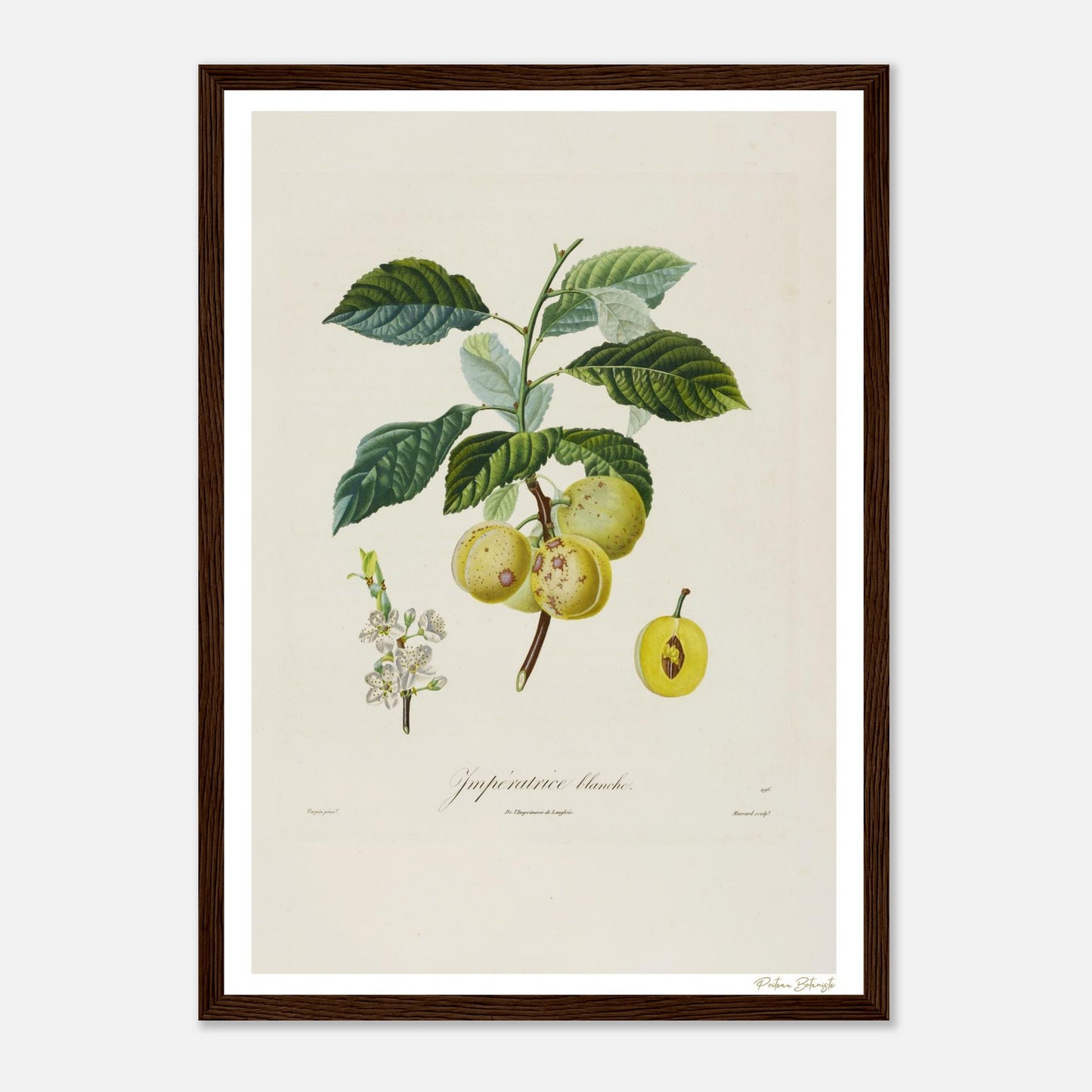 Affiche Botanique Prune Impératrice Blanche - format A3, cadre bois