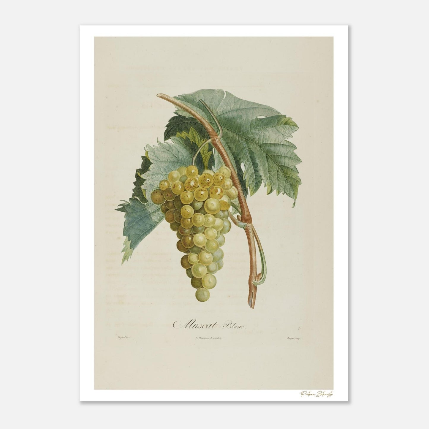 Planche botanique du Muscat Blanc, extrait du Traité des Arbres Fruitiers de Poiteau et Turpin. Affiche Fine Art 50×70 cm