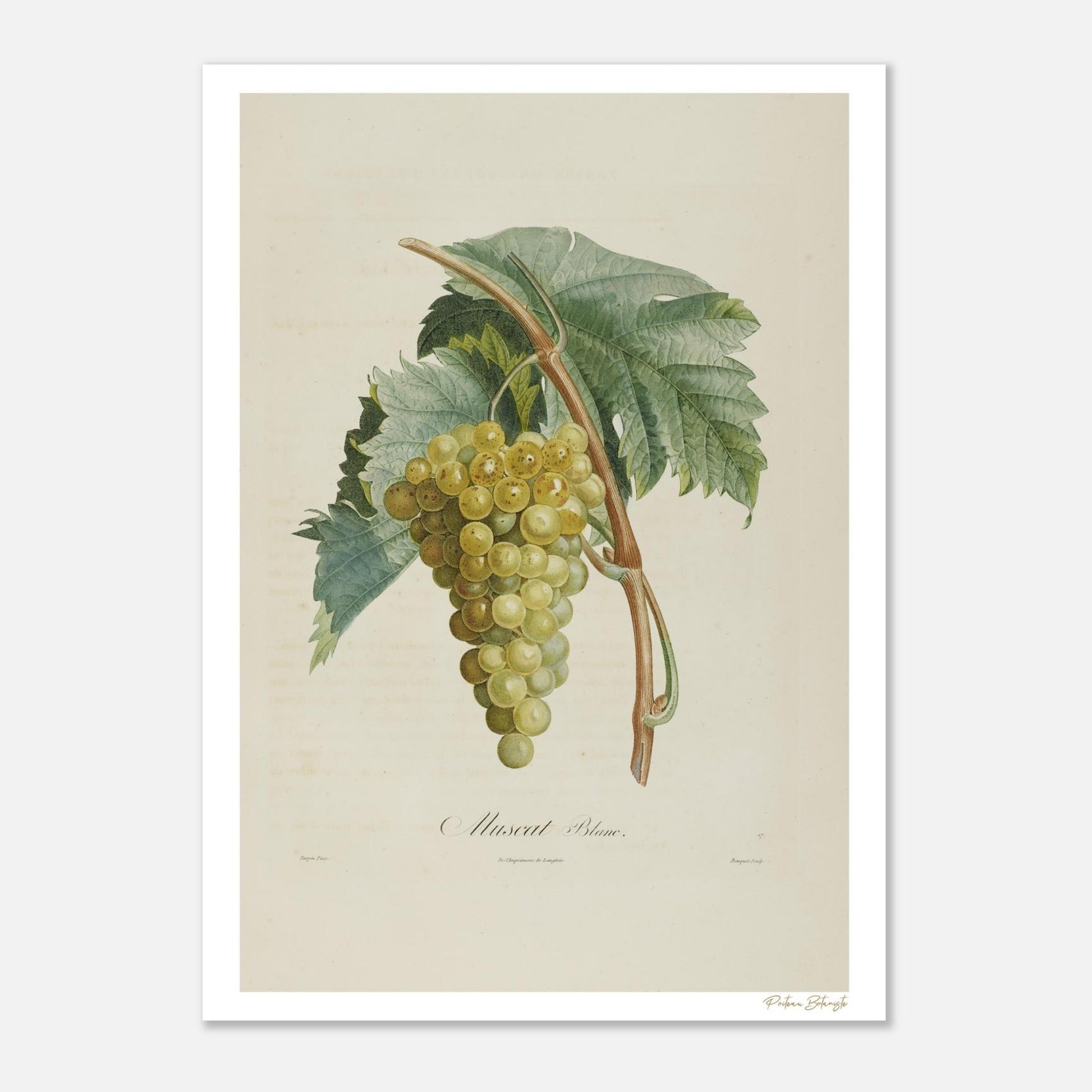 Planche botanique du Muscat Blanc, extrait du Traité des Arbres Fruitiers de Poiteau et Turpin. Affiche Fine Art 50×70 cm