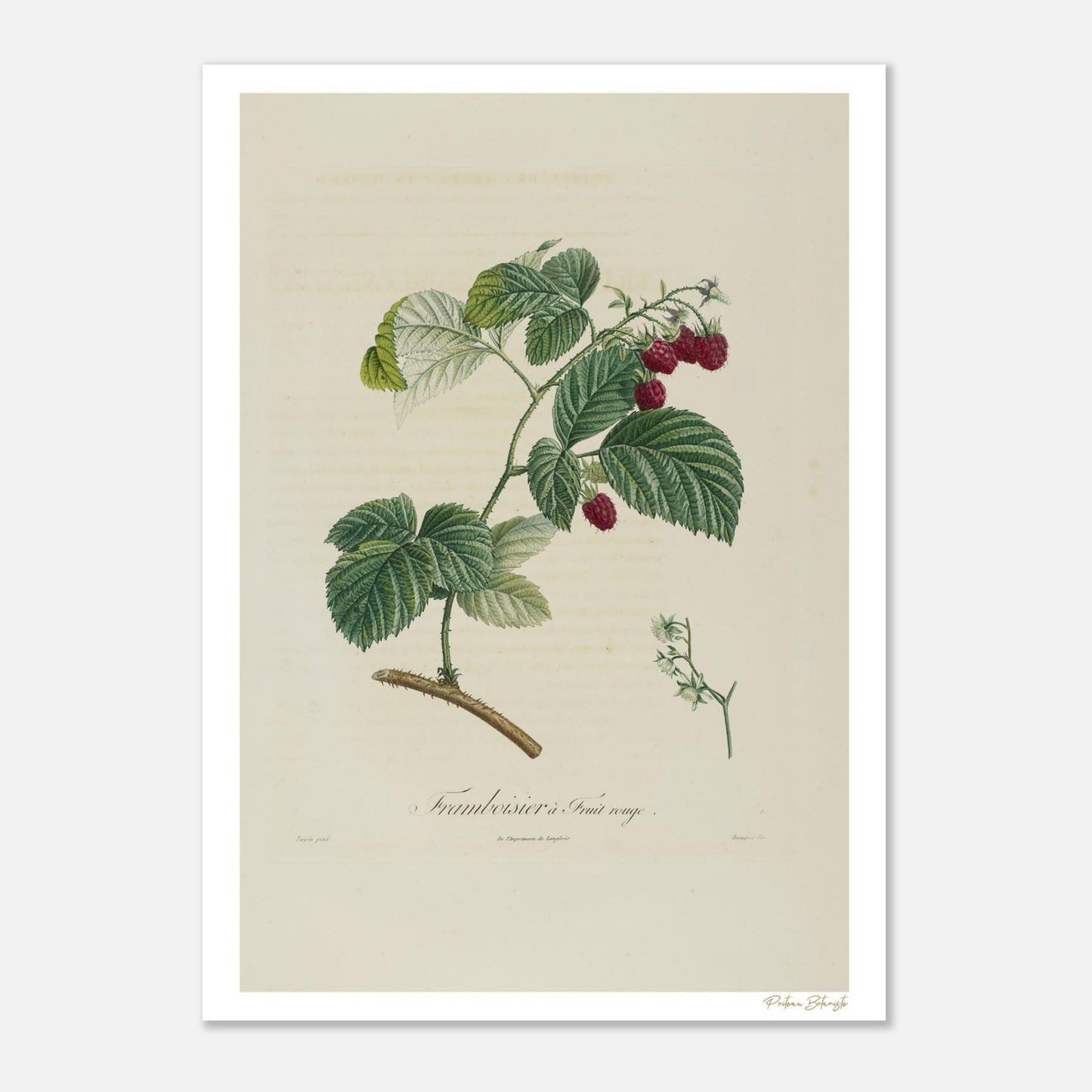 Planche botanique du Framboisier à fruit rouge (Rubus Idaeus). Impression Fine Art 50×70 cm. Patrimoine botanique du XIXe siècle.
