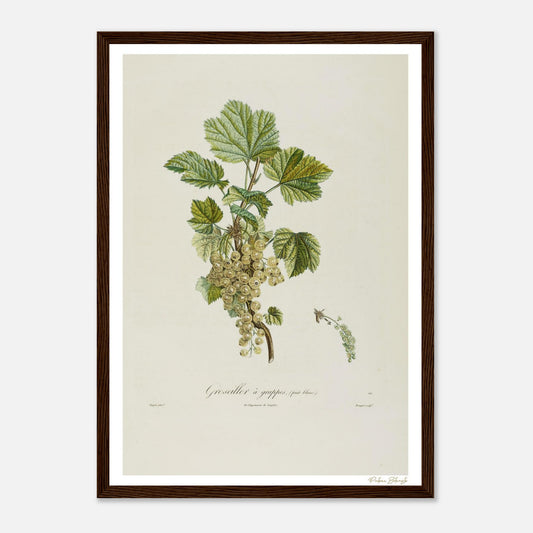 Affiche Botanique Groseiller à grappes - fruit blanc - format A3, cadre bois