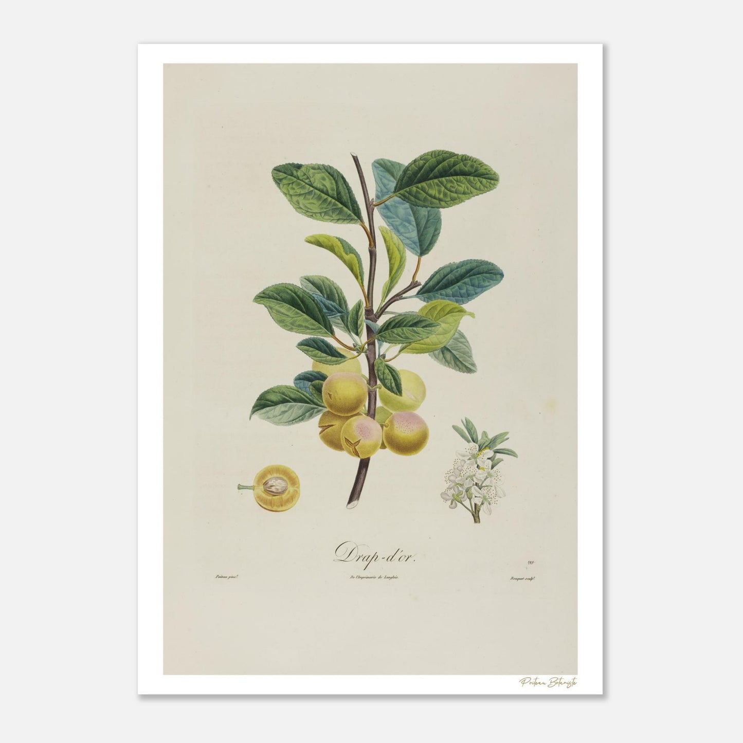 Planche botanique de la Prune Drap d'or, fruit d'exception du XIXe siècle. Impression Fine Art 50×70 cm