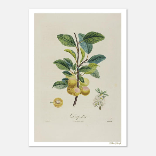Planche botanique de la Prune Drap d'or, fruit d'exception du XIXe siècle. Impression Fine Art 50×70 cm