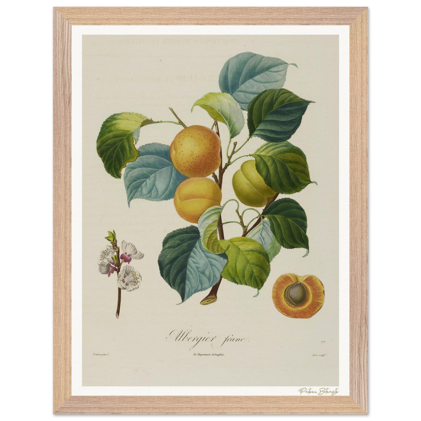 Affiche Botanique Abricot Albergier Franc- 30x40cm, cadre bois premium