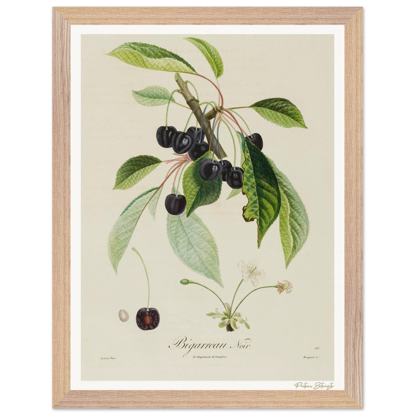 Affiche Botanique Cerise Bigarreau Noir - 30x40cm, cadre bois premium