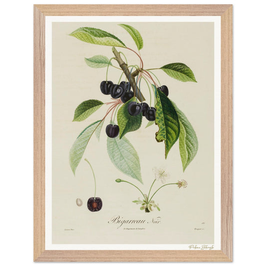 Affiche Botanique Cerise Bigarreau Noir - 30x40cm, cadre bois premium