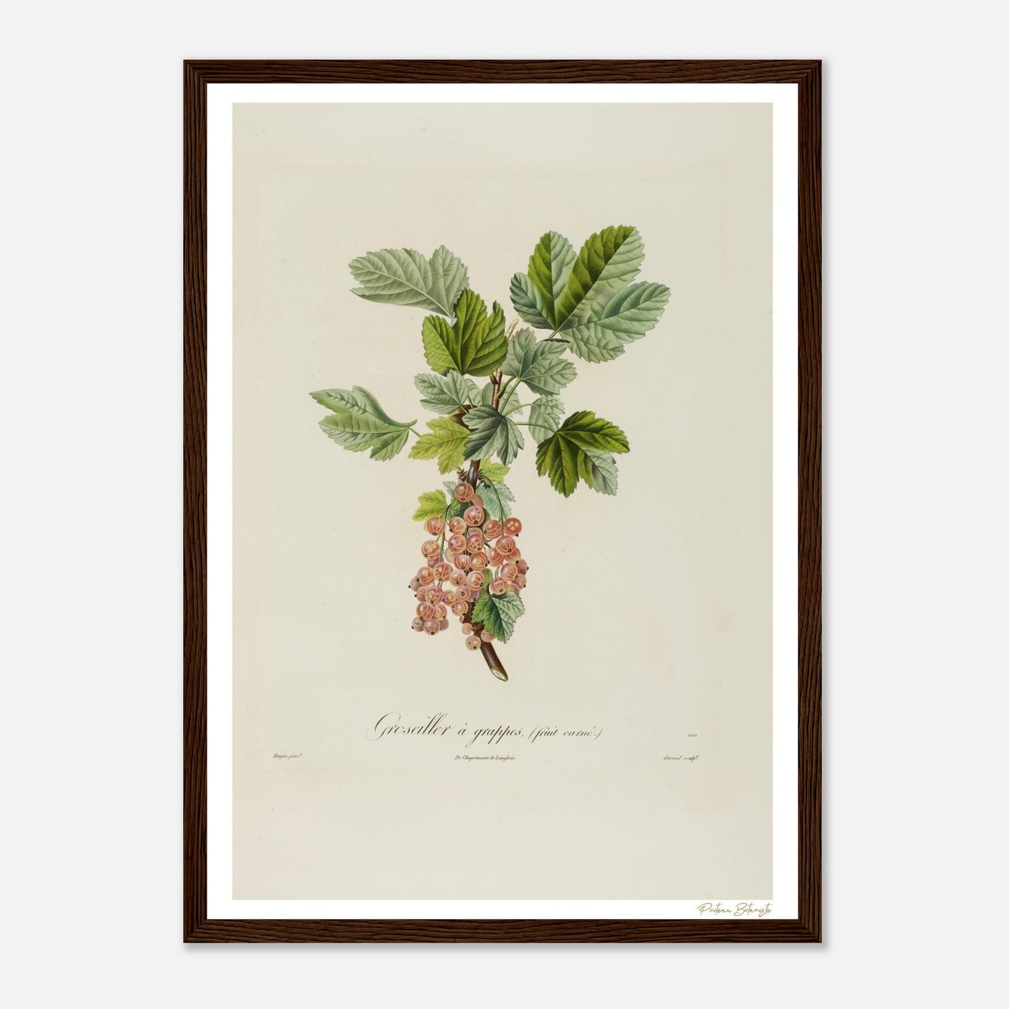 Affiche Botanique Groseiller à grappes - fruit carné - format A3, cadre bois