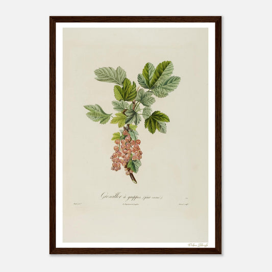Affiche Botanique Groseiller à grappes - fruit carné - format A3, cadre bois