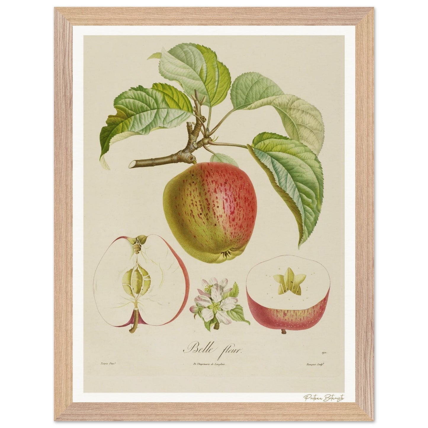 Affiche Botanique Pomme Belle-Fleur - 30x40cm, cadre bois premium