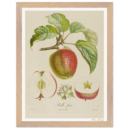 Affiche Botanique Pomme Belle-Fleur - 30x40cm, cadre bois premium