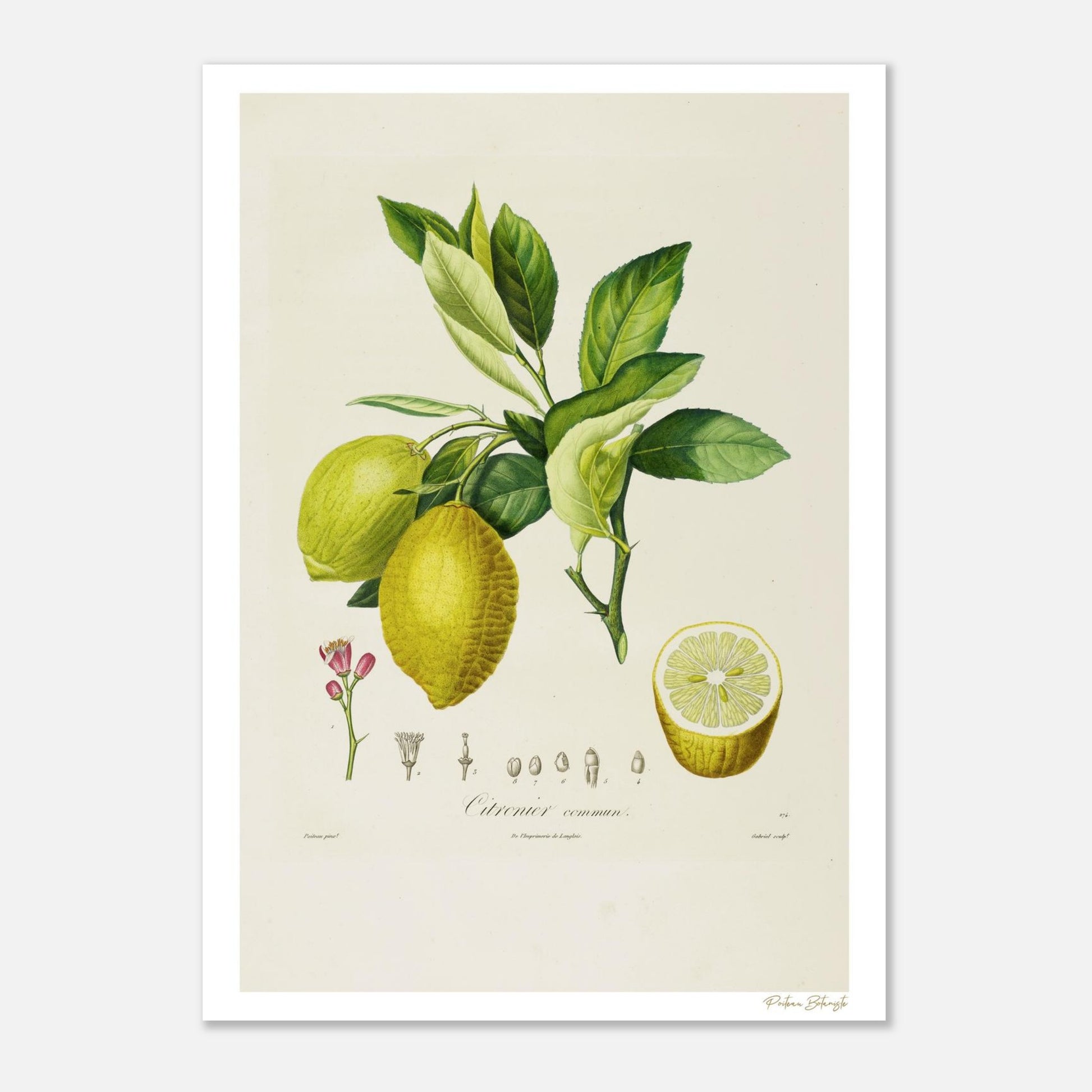 Planche botanique du Citronnier Commun extraite du Traité des Arbres Fruitiers. Affiche Fine Art 50×70 cm, impression giclée 12 couleurs, papier FSC.