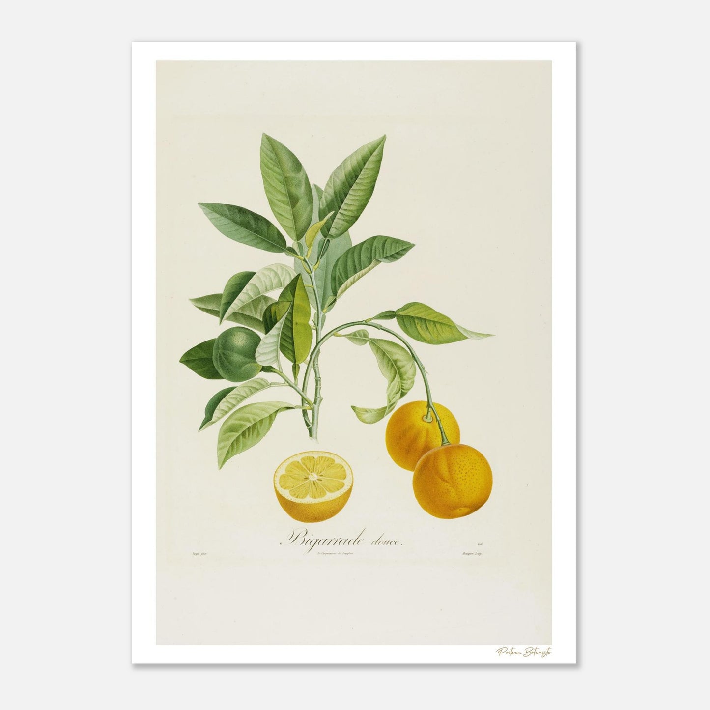 Planche botanique Orange Bigarrade Douce. Impression Fine Art 50×70 cm. Illustration naturaliste XIXe siècle, collection Poiteau.