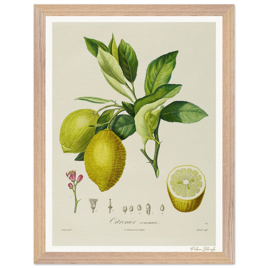 Affiche Botanique Citronnier - 30x40cm, cadre bois premium