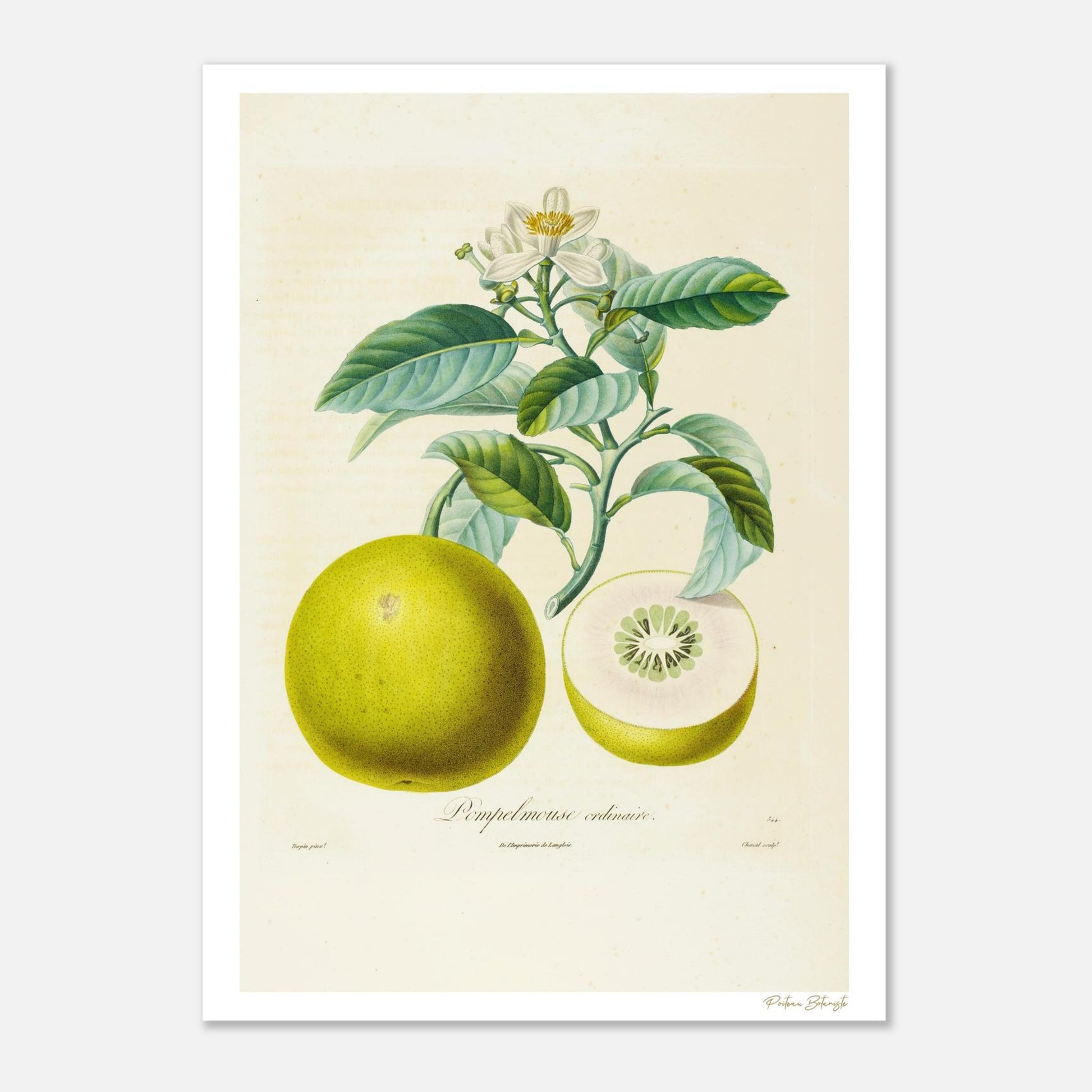 Planche botanique du Pamplemousse Ordinaire extraite du Traité des Arbres Fruitiers de Poiteau. Impression Fine Art 50×70 cm, art botanique d'exception.