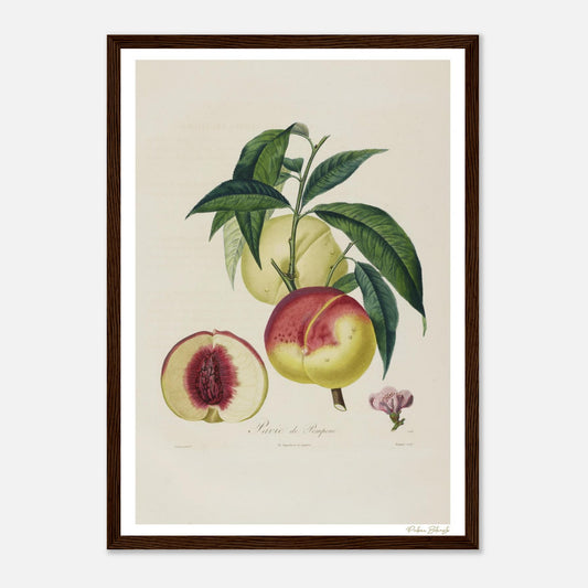 Affiche Botanique Pêche Pavie de Pomponne - format A3, cadre bois