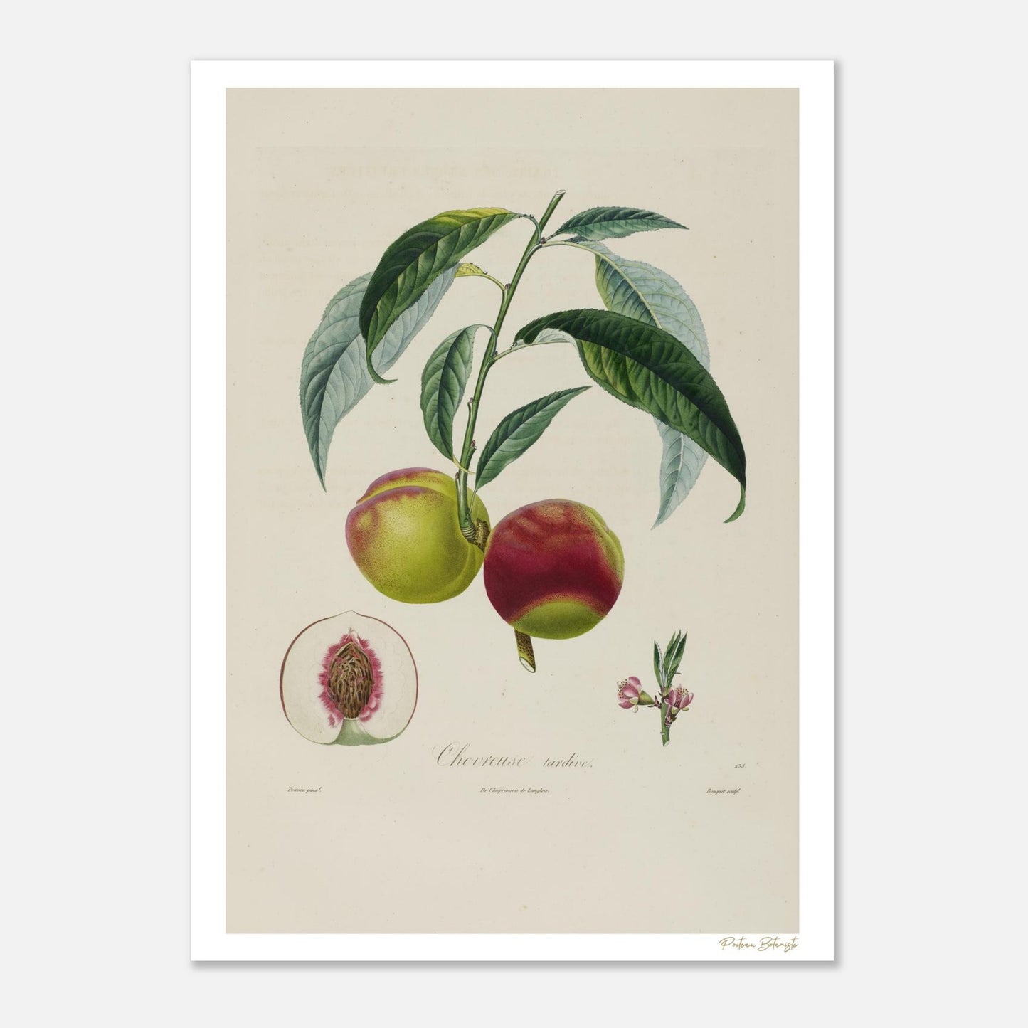 Planche botanique de la Pêche Chevreuse Tardive extraite du Traité des Arbres Fruitiers de Poiteau. Impression Fine Art giclée 12 couleurs, 50×70 cm.