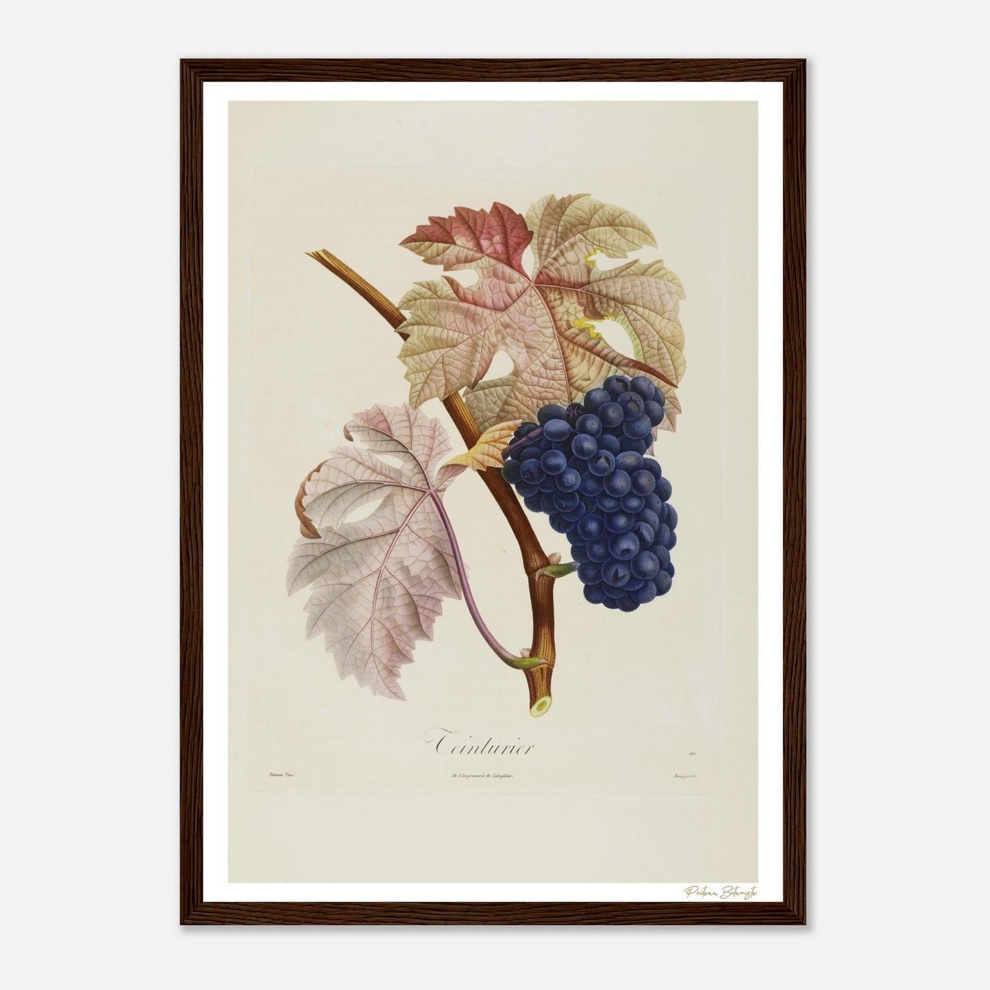 Affiche Botanique Raisin Teinturier - format A3, cadre bois