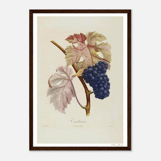 Affiche Botanique Raisin Teinturier - format A3, cadre bois