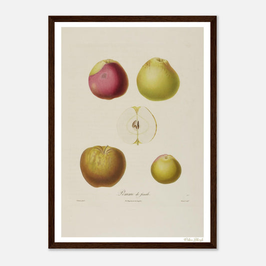 Affiche Botanique Pomme de Finale - format A3, cadre bois