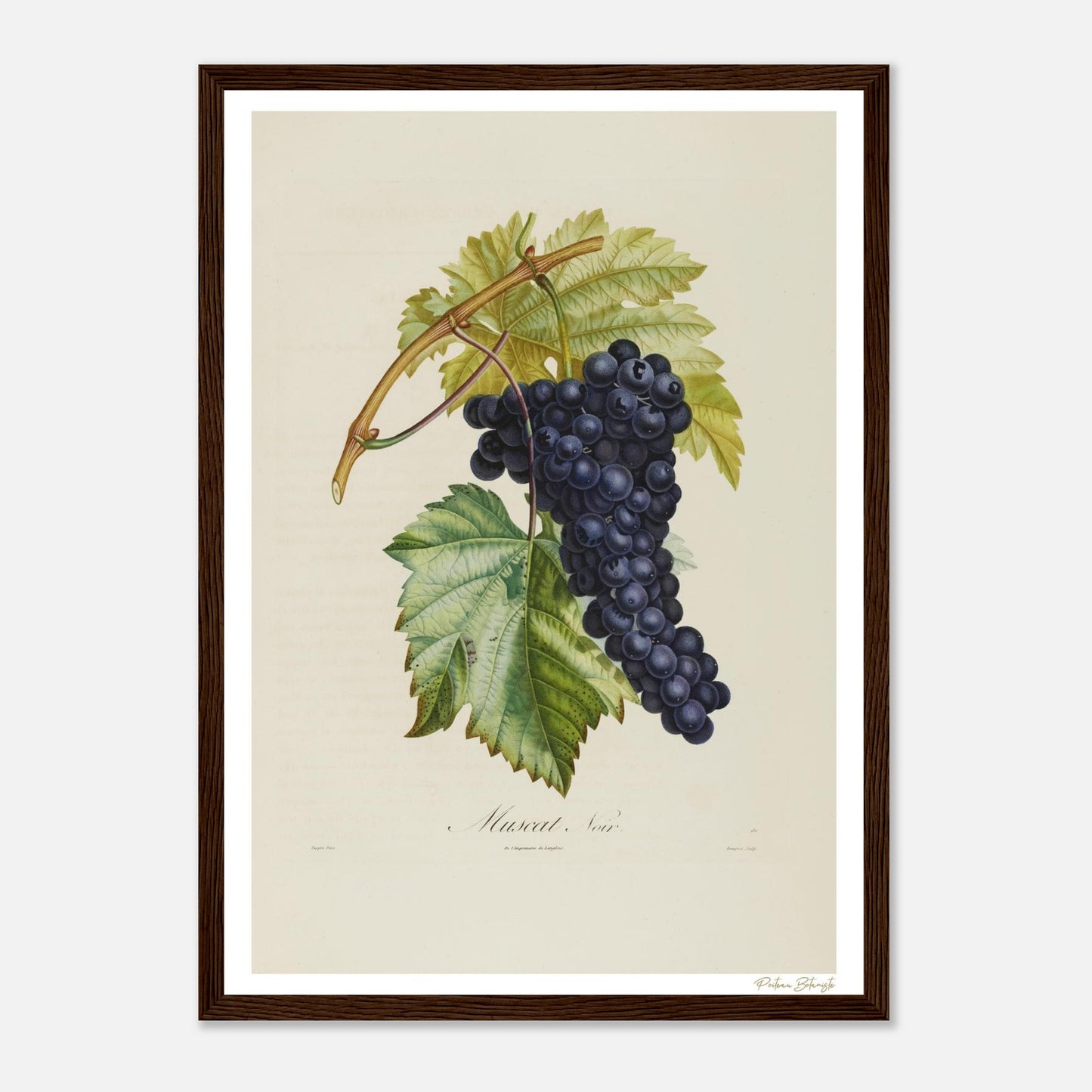 Affiche Botanique Raisin Muscat Noir - format A3, cadre bois